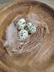 Hnízdo s vajíčky