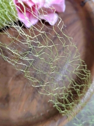 Stuha šíře 40 mm pavučinka zelinkavá