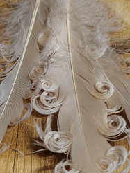 Husí peří kudrnaté délka 12-18 cm barva ecru