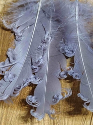Husí peří kudrnaté délka 12-18 cm barva šedá