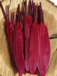 Kachní peří délka 9-14 cm barva vínová