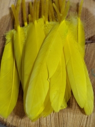 Kachní peří délka 9-14 cm barva žlutá