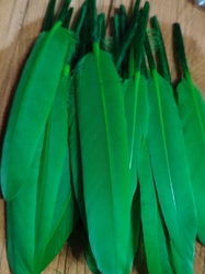 Kachní peří délka 9-14 cm barva zelená