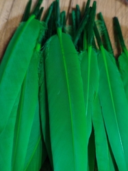 Kachní peří délka 9-14 cm barva zelená