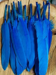 Kachní peří délka 9-14 cm barva modrá