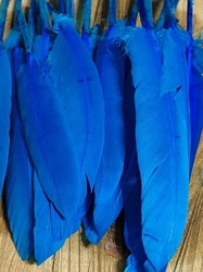 Kachní peří délka 9-14 cm barva modrá