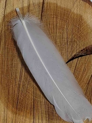 Husí peří délka 12-21 cm barva bílá