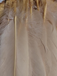 Husí peří délka 12-21 cm barva béžová