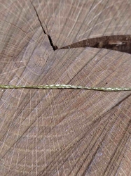Lurexová šňůrka šíře 1,2 mm barva zlatá