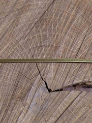 Dutinka s lurexem šíře 2,5 mm plochá zlatá
